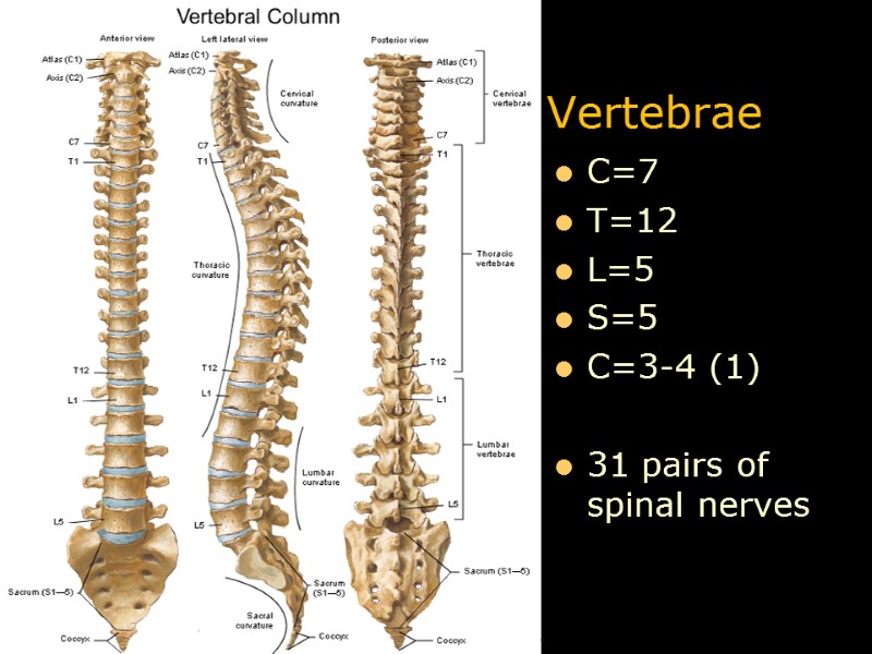 Vertebrae C=7 T=12 L=5 S=5 C=3-4 (1)  31 pairs of spinal nerves